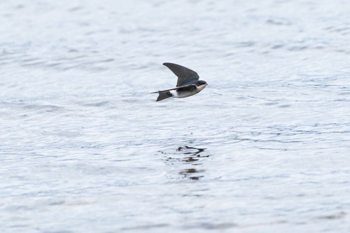 Chilean Swallow - ML638055655