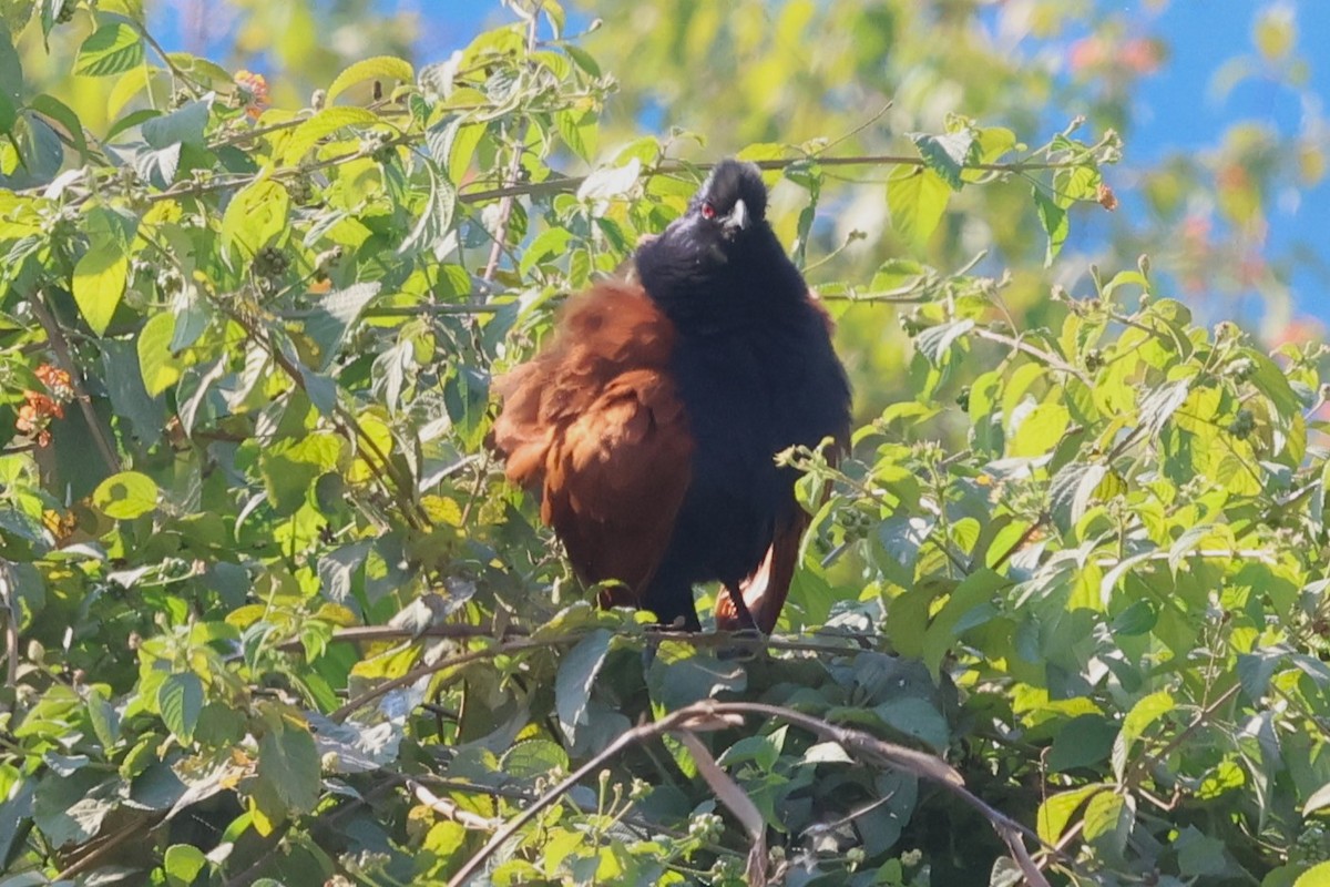 Greater Coucal - ML638055659