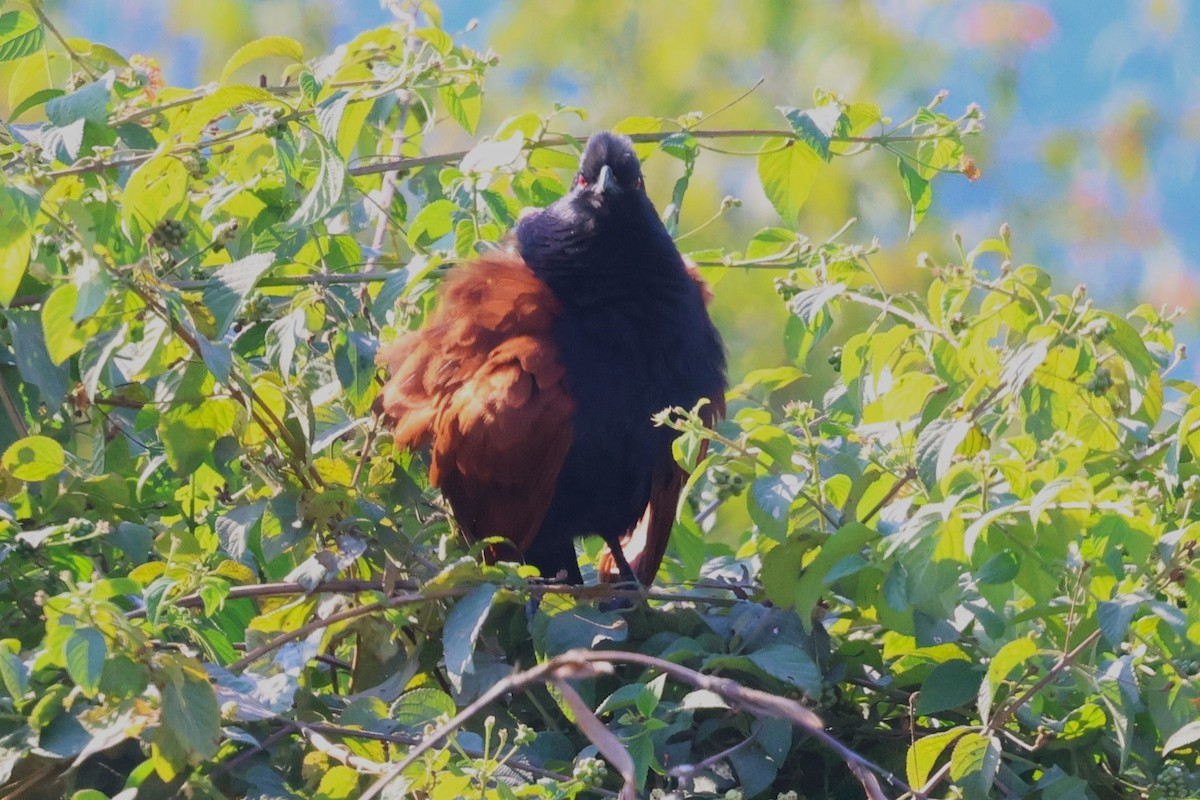 Greater Coucal - ML638055660
