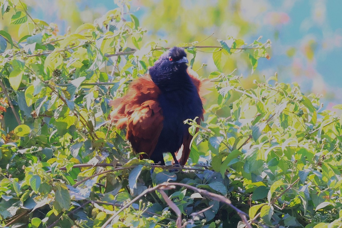 Greater Coucal - ML638055669