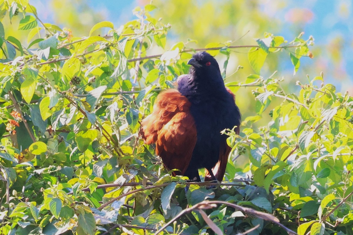 Greater Coucal - ML638055670