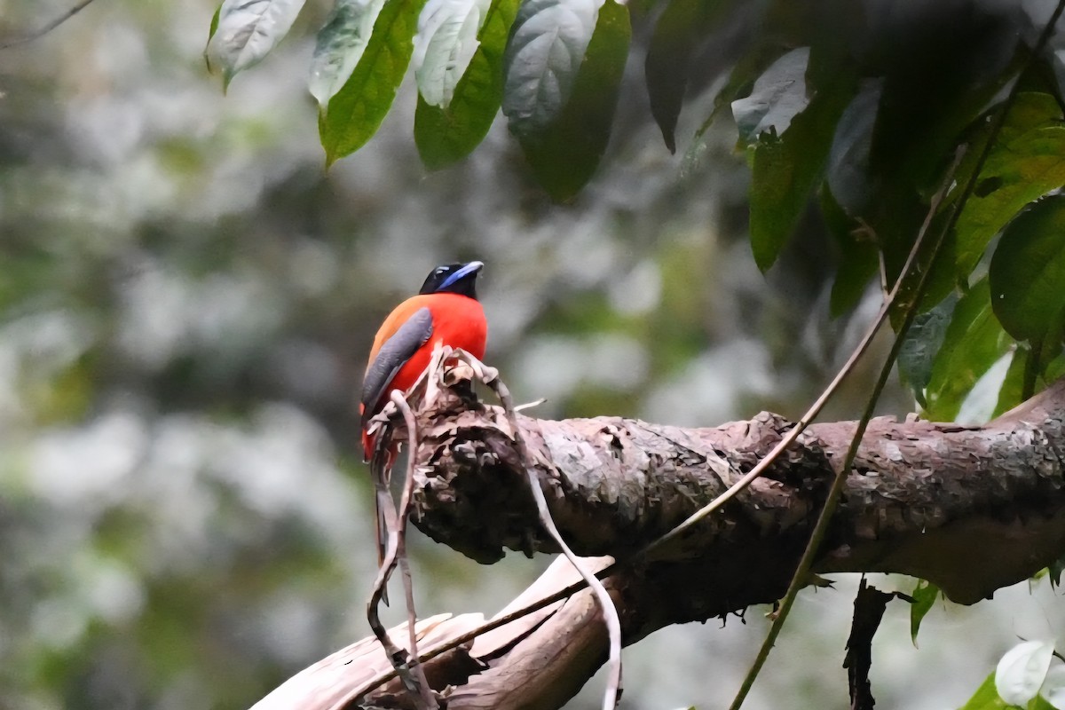 Scarlet-rumped Trogon - ML638055686
