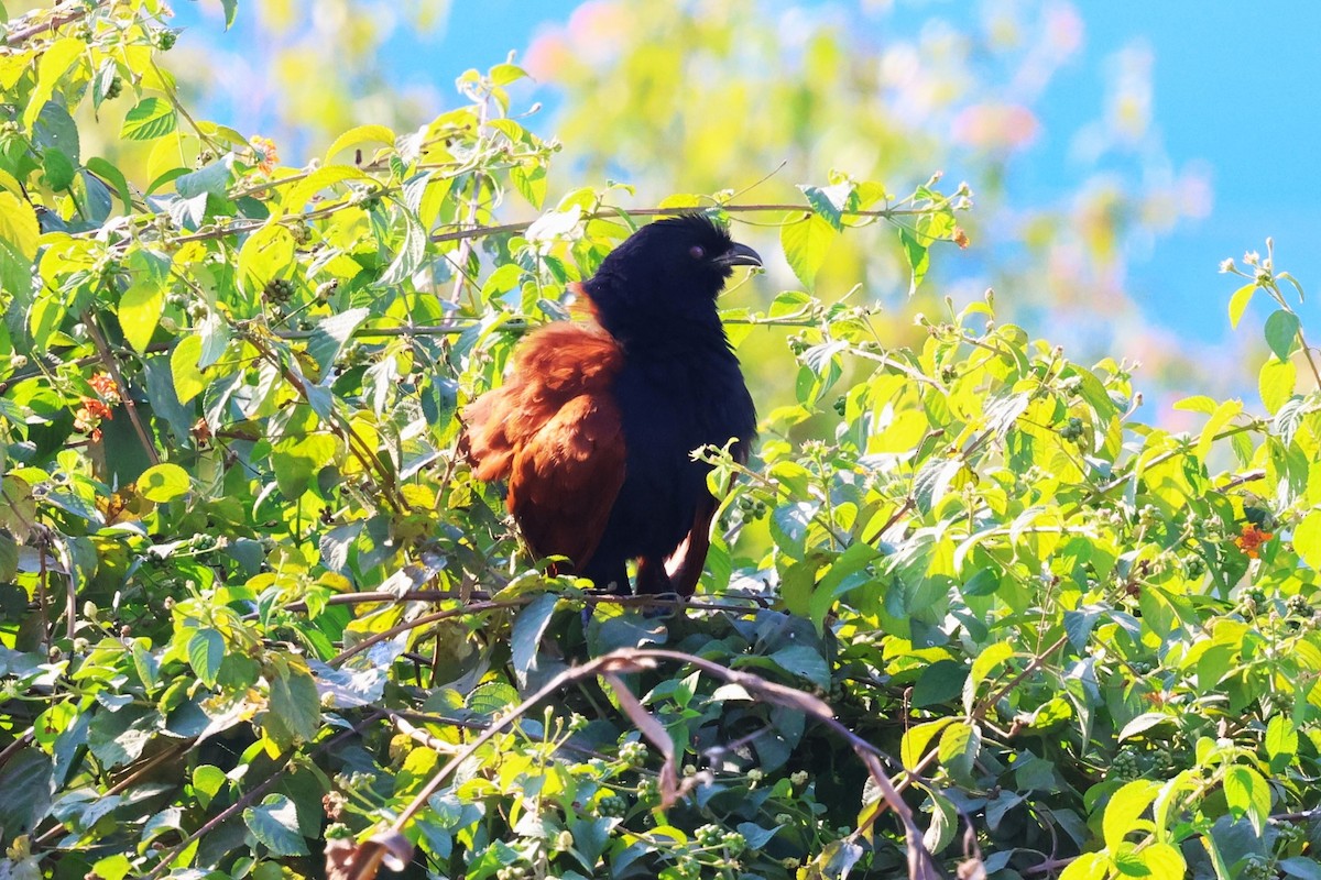Greater Coucal - ML638055694