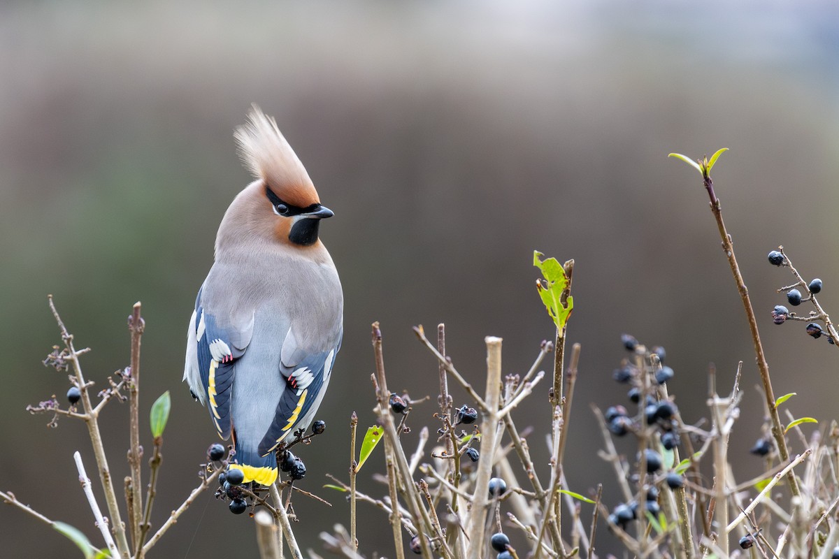 Bohemian Waxwing - ML638055711