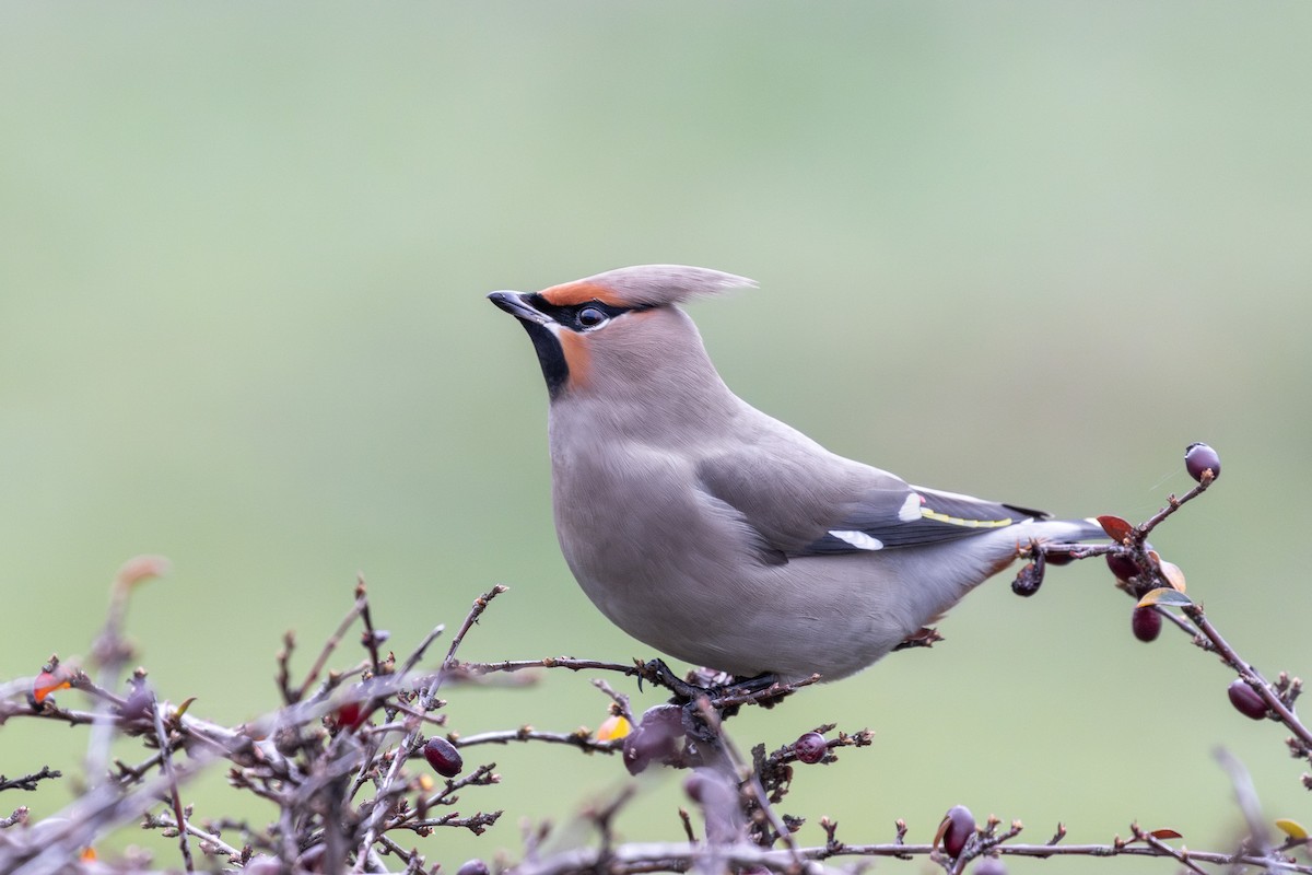 Bohemian Waxwing - ML638055721
