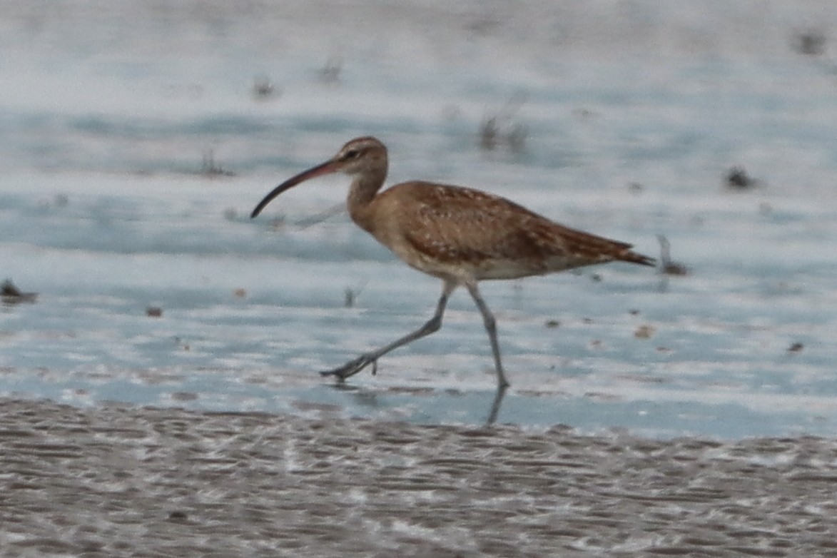 Whimbrel - ML638055723
