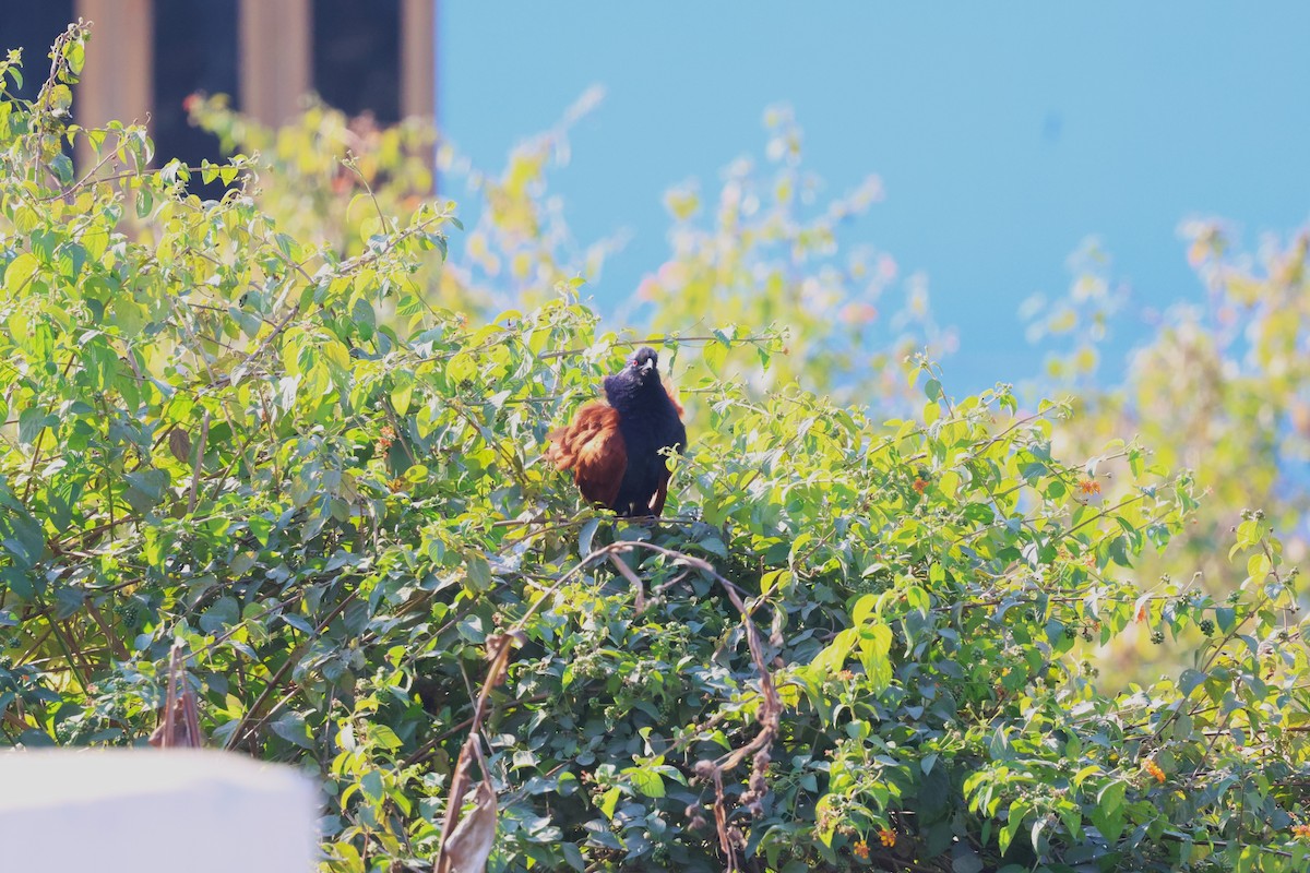 Greater Coucal - ML638055724