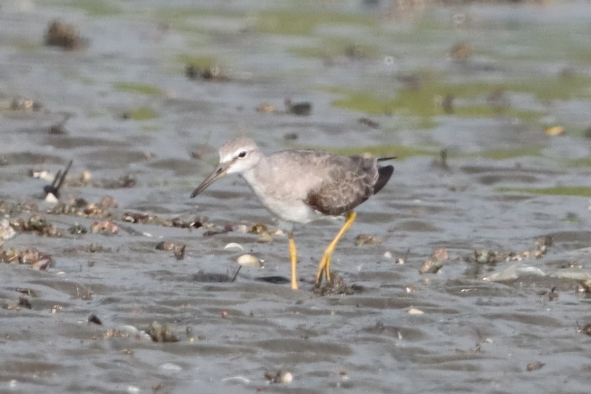 Gray-tailed Tattler - ML638055727