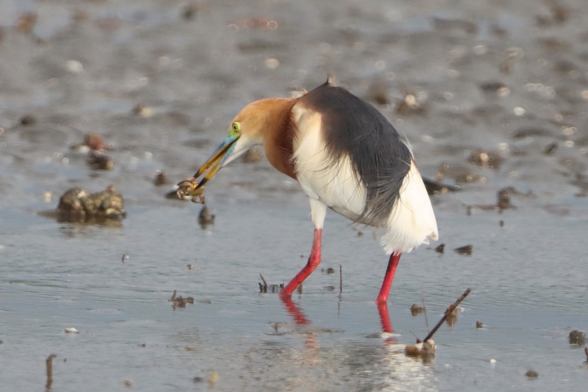 Javan Pond-Heron - ML638055729