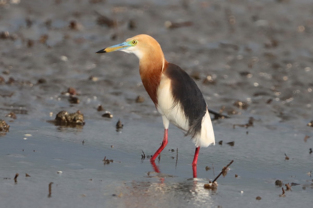 Javan Pond-Heron - ML638055730