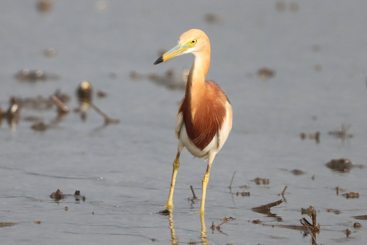 Javan Pond-Heron - ML638055731