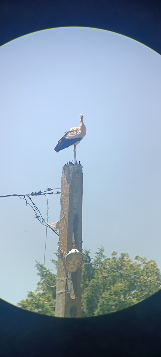 White Stork - ML638055747