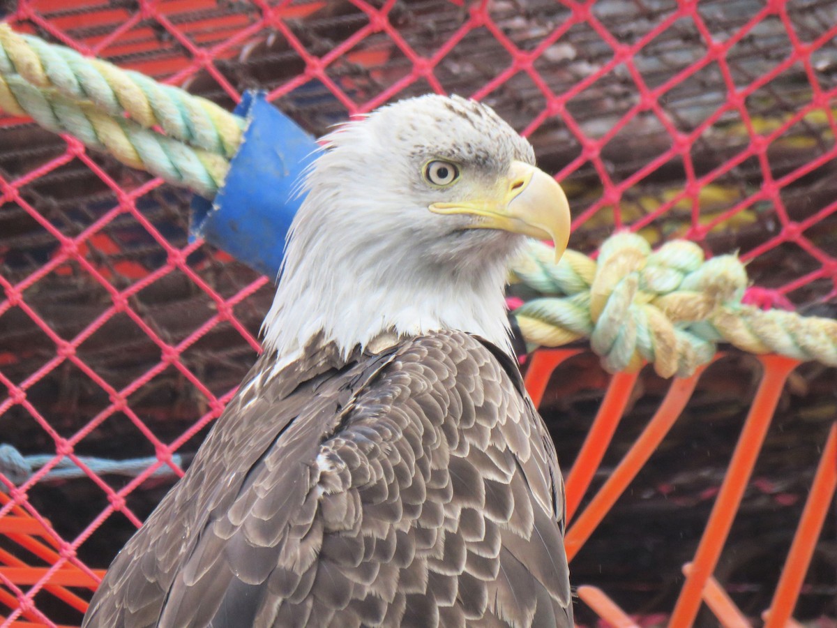 Bald Eagle - ML638055748