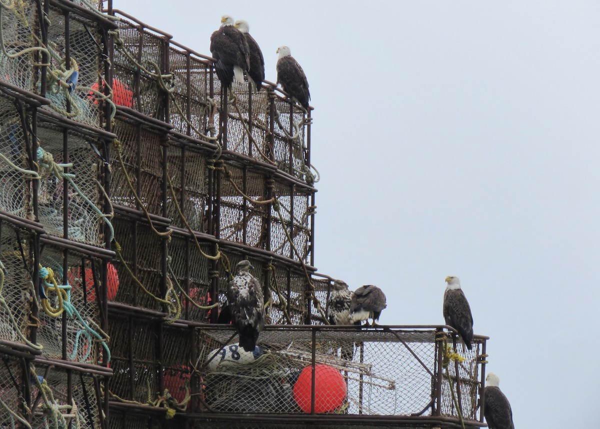 Bald Eagle - ML638055753