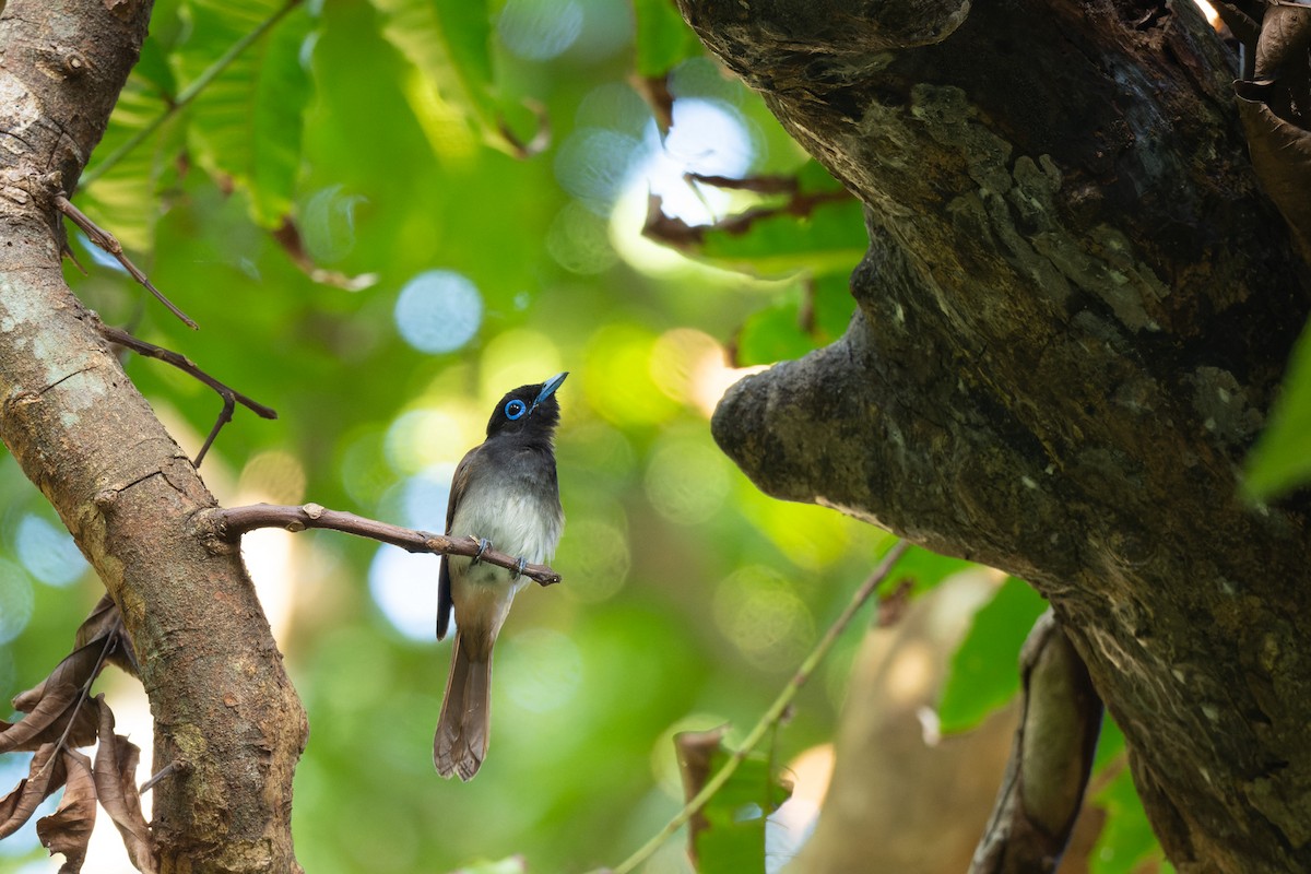 Black Paradise-Flycatcher - ML638055765