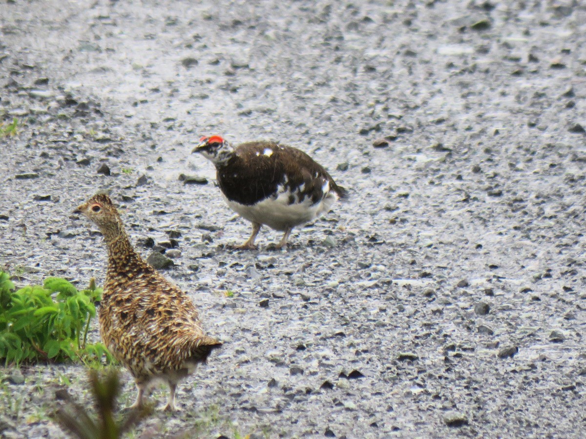 Rock Ptarmigan - ML638055773