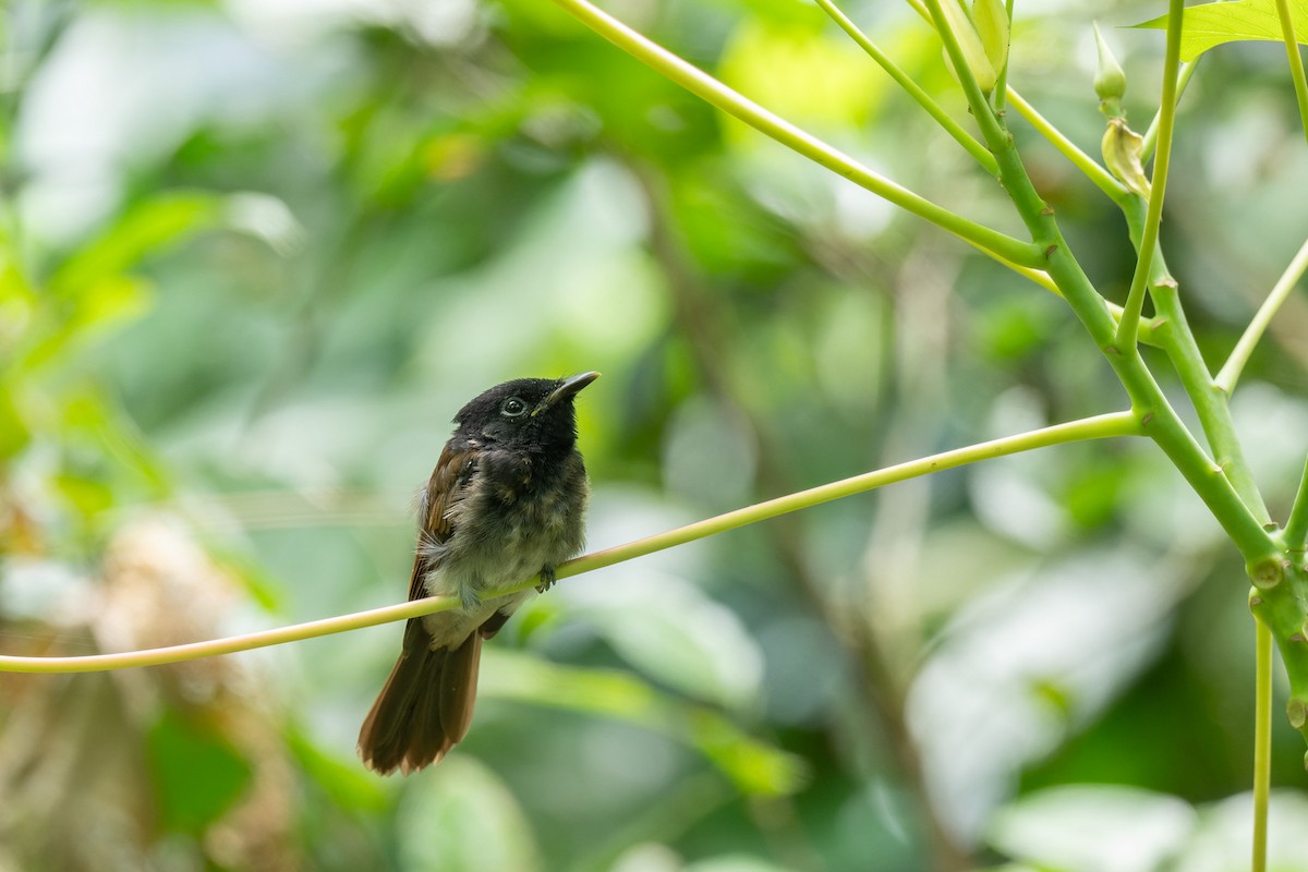 Black Paradise-Flycatcher - ML638055776