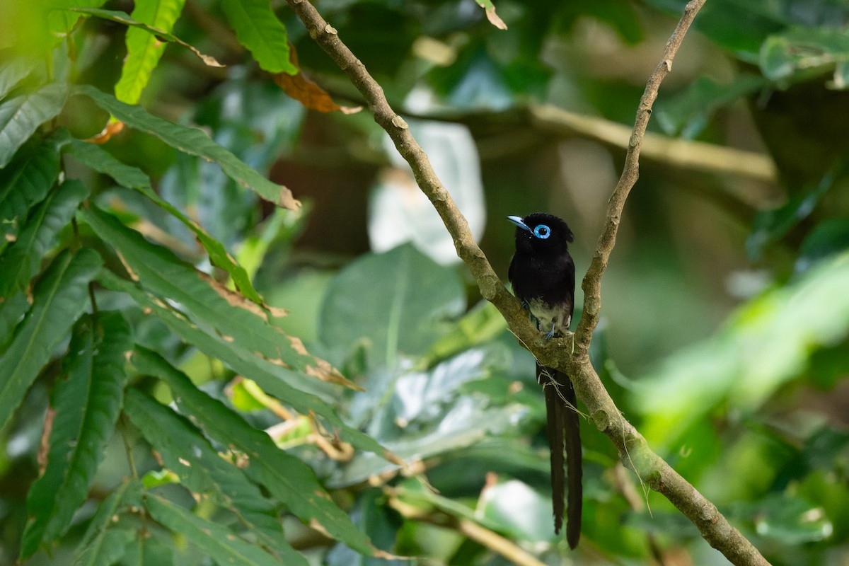 Black Paradise-Flycatcher - ML638055777