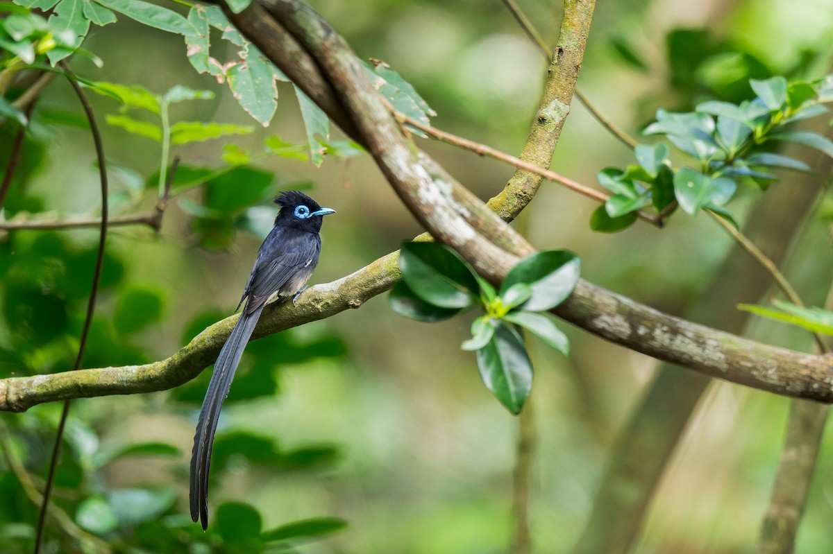 Black Paradise-Flycatcher - ML638055778