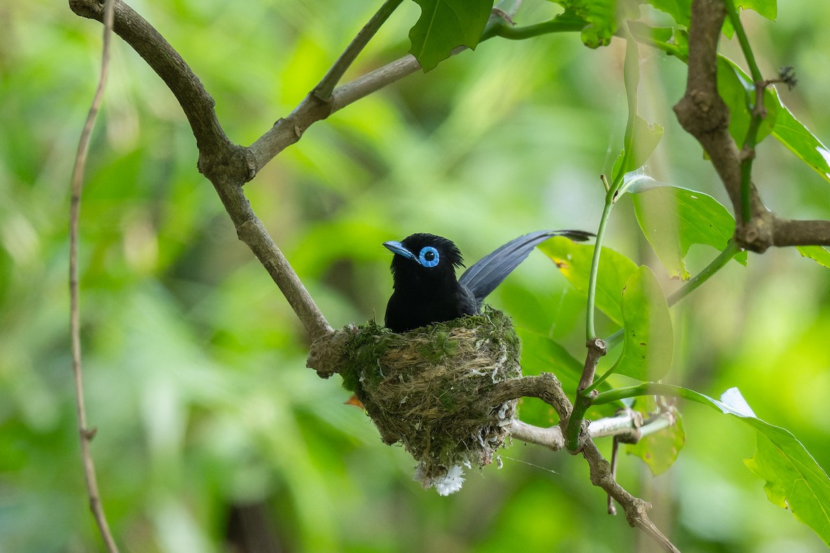 Black Paradise-Flycatcher - ML638055780