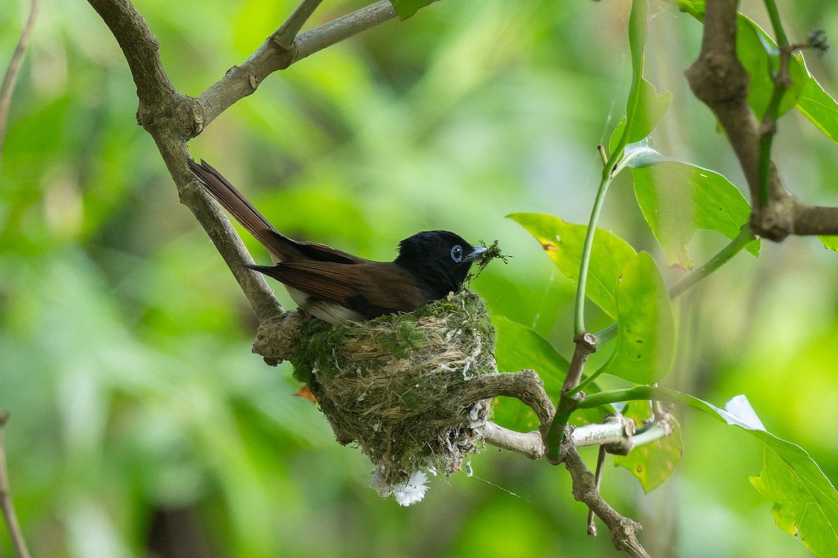 Black Paradise-Flycatcher - ML638055783