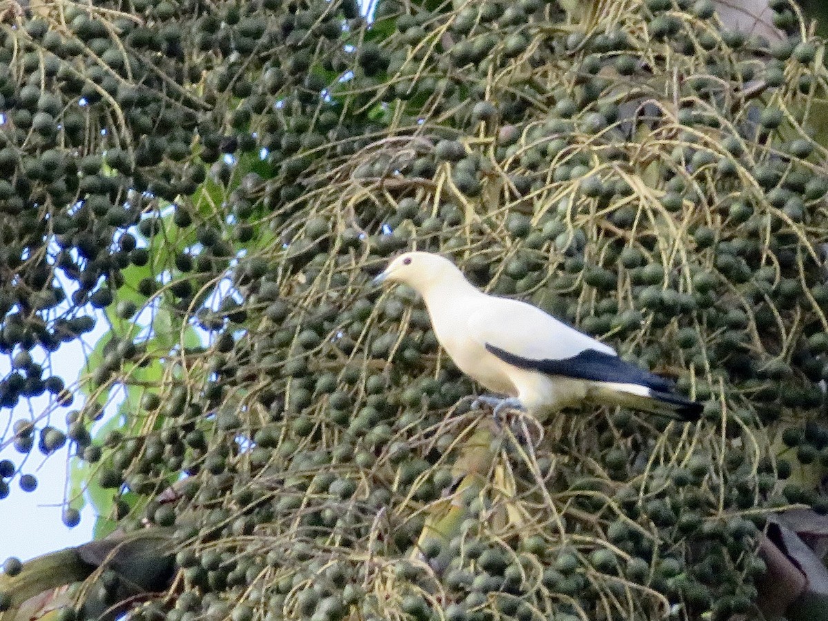 Pied Imperial-Pigeon - ML638055785