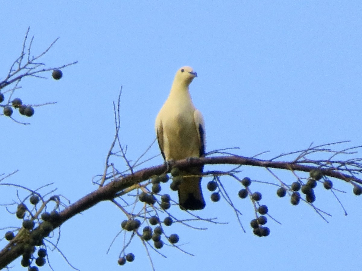 Pied Imperial-Pigeon - ML638055786