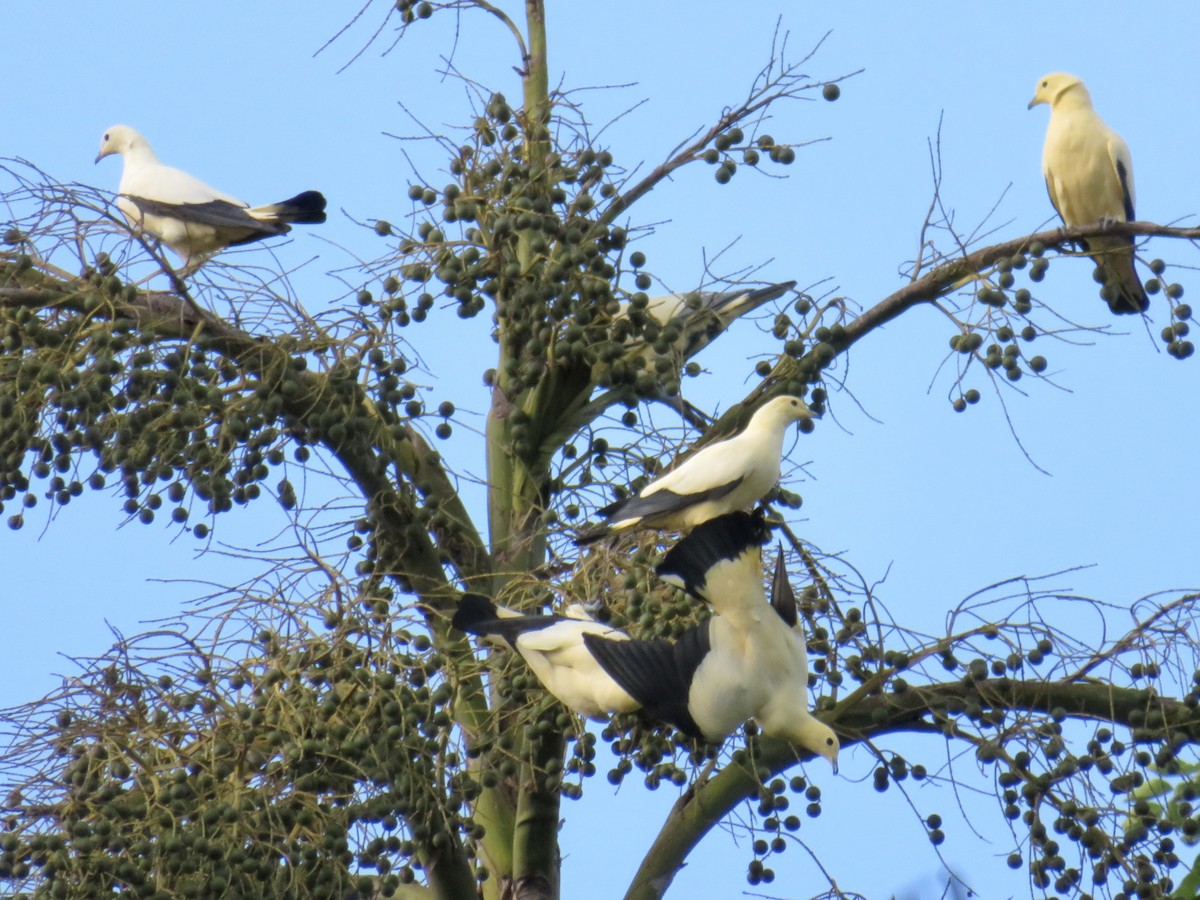 Pied Imperial-Pigeon - ML638055787