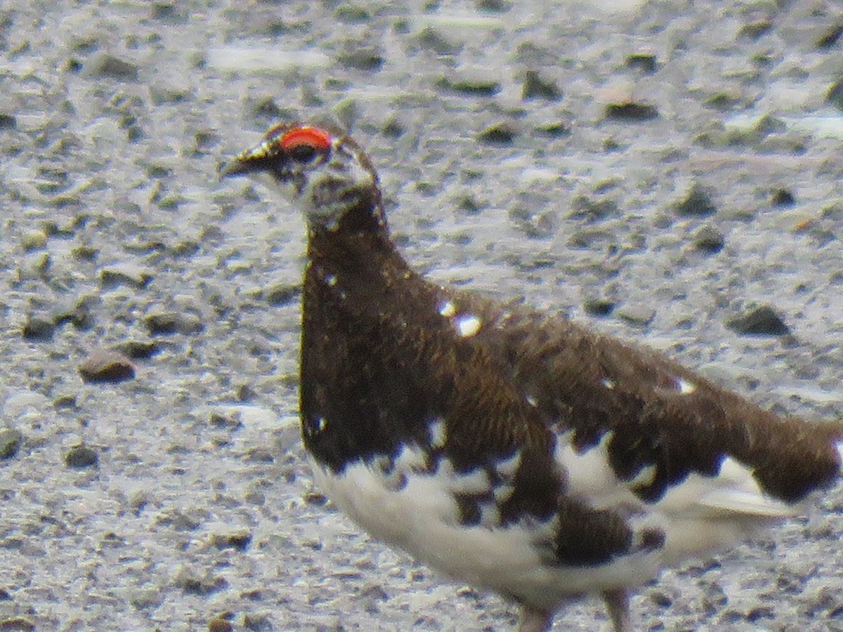 Rock Ptarmigan - ML638055794