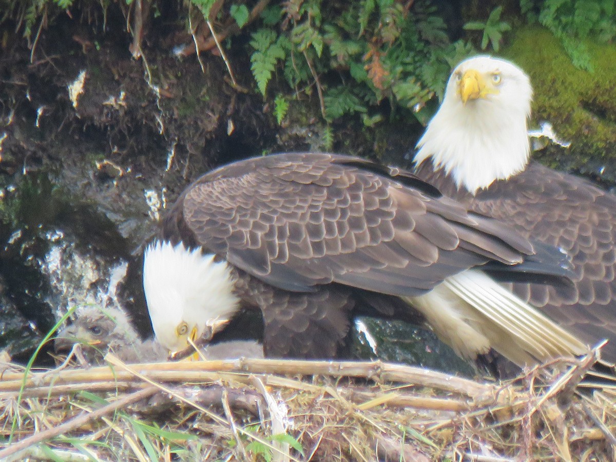 Bald Eagle - ML638055798