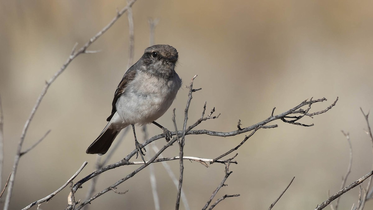Hooded Robin - ML638055805