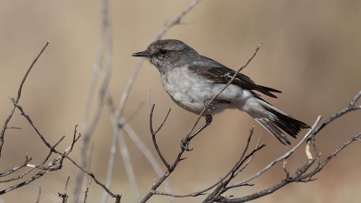 Hooded Robin - ML638055806