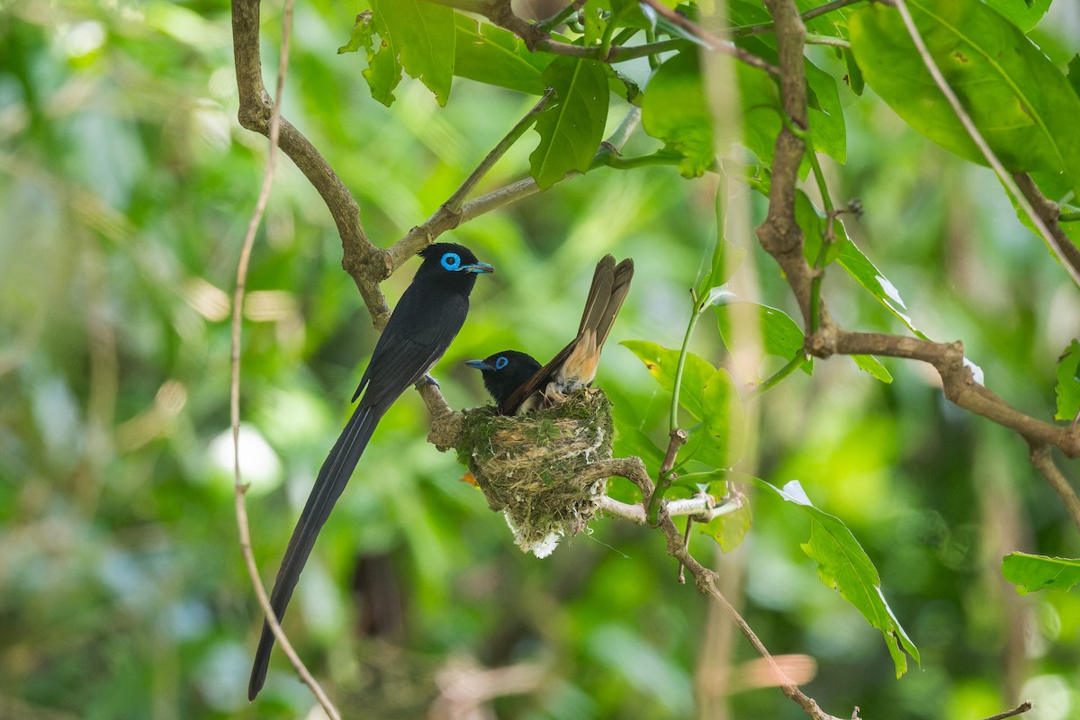 Black Paradise-Flycatcher - ML638055816