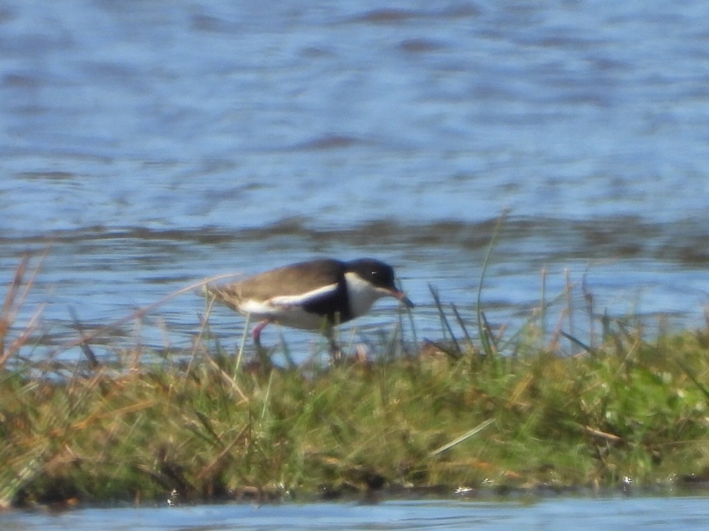 Red-kneed Dotterel - ML638055825