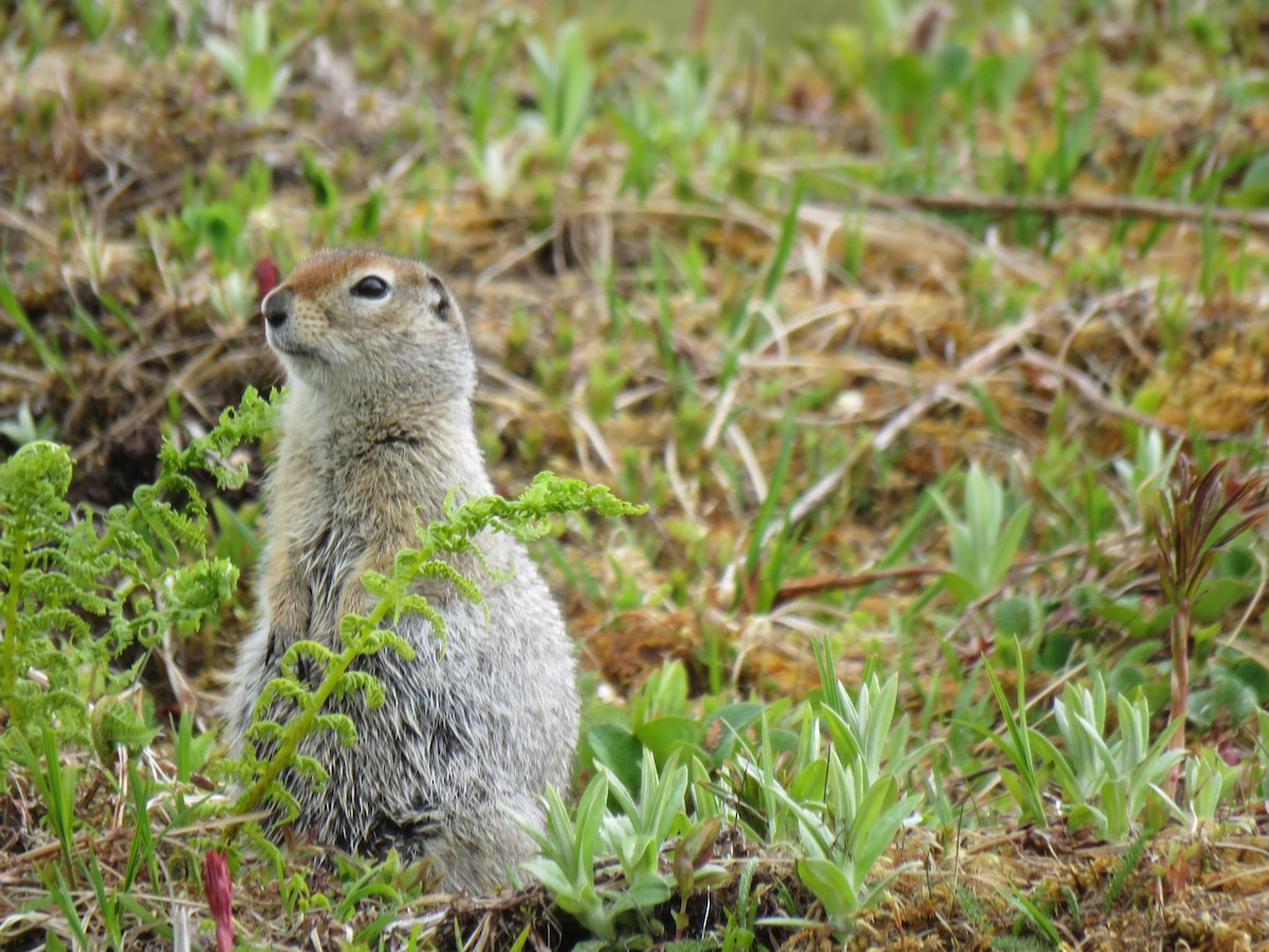 Animals - ML638055828