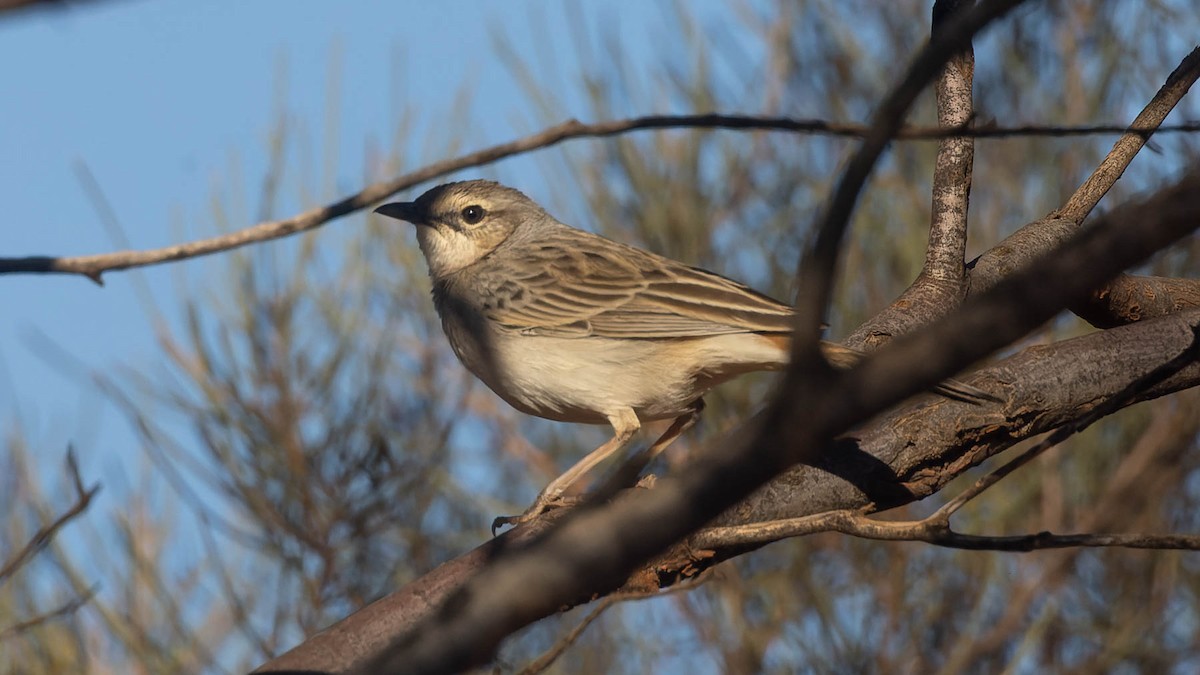 Rufous Songlark - ML638055867