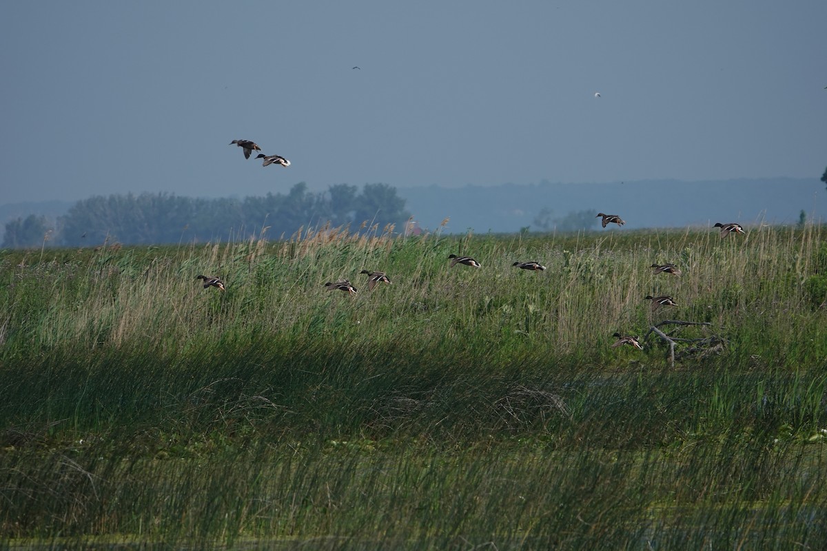 Mallard - ML638055873