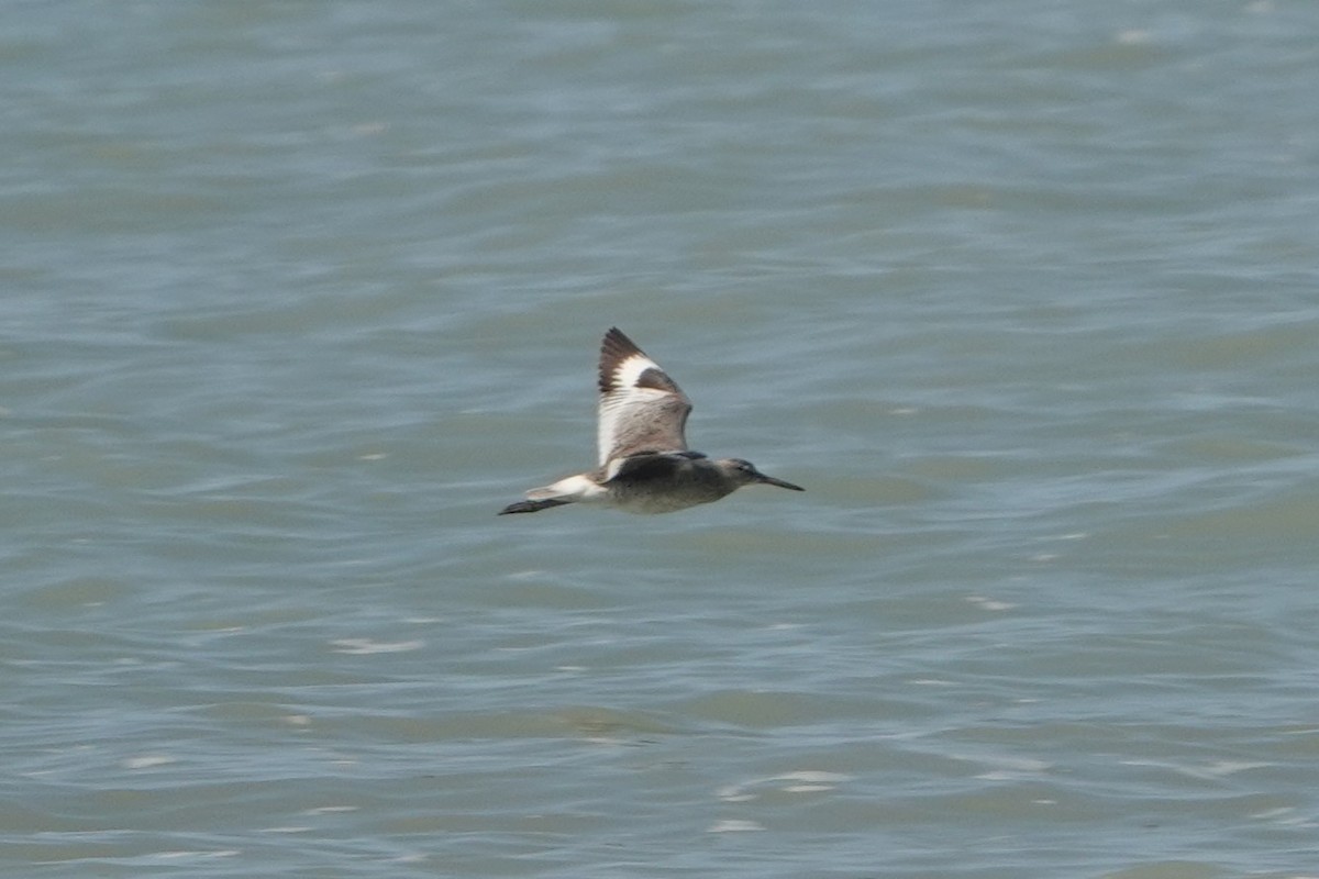 Willet - ML638055875