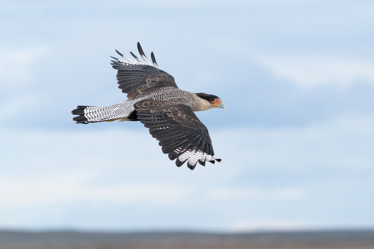 Crested Caracara (Southern) - ML638055876