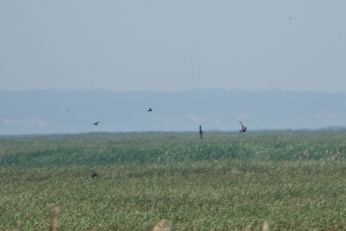 Black Tern - ML638055879