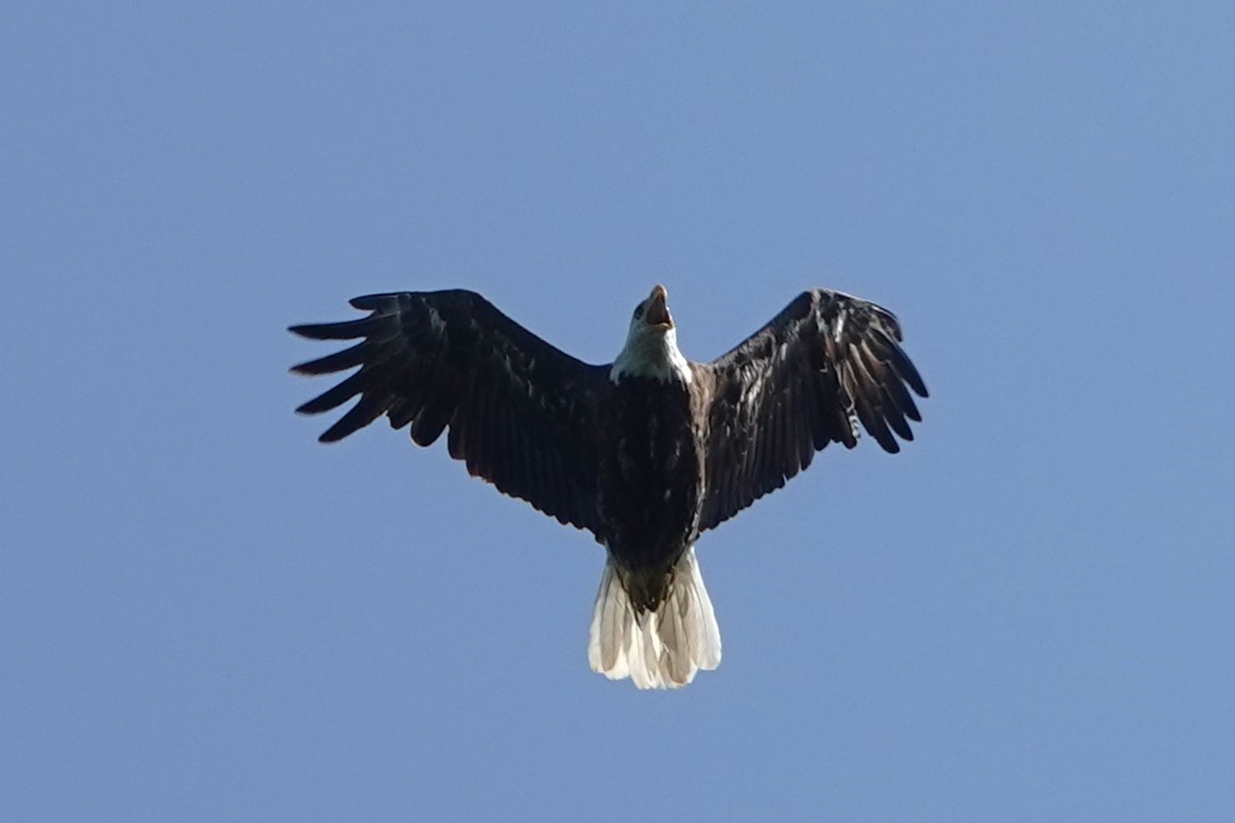 Bald Eagle - ML638055884