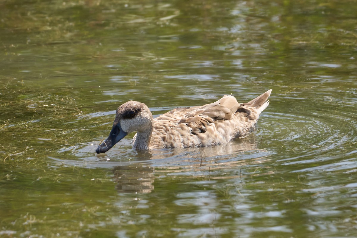 Marbled Duck - ML638055887