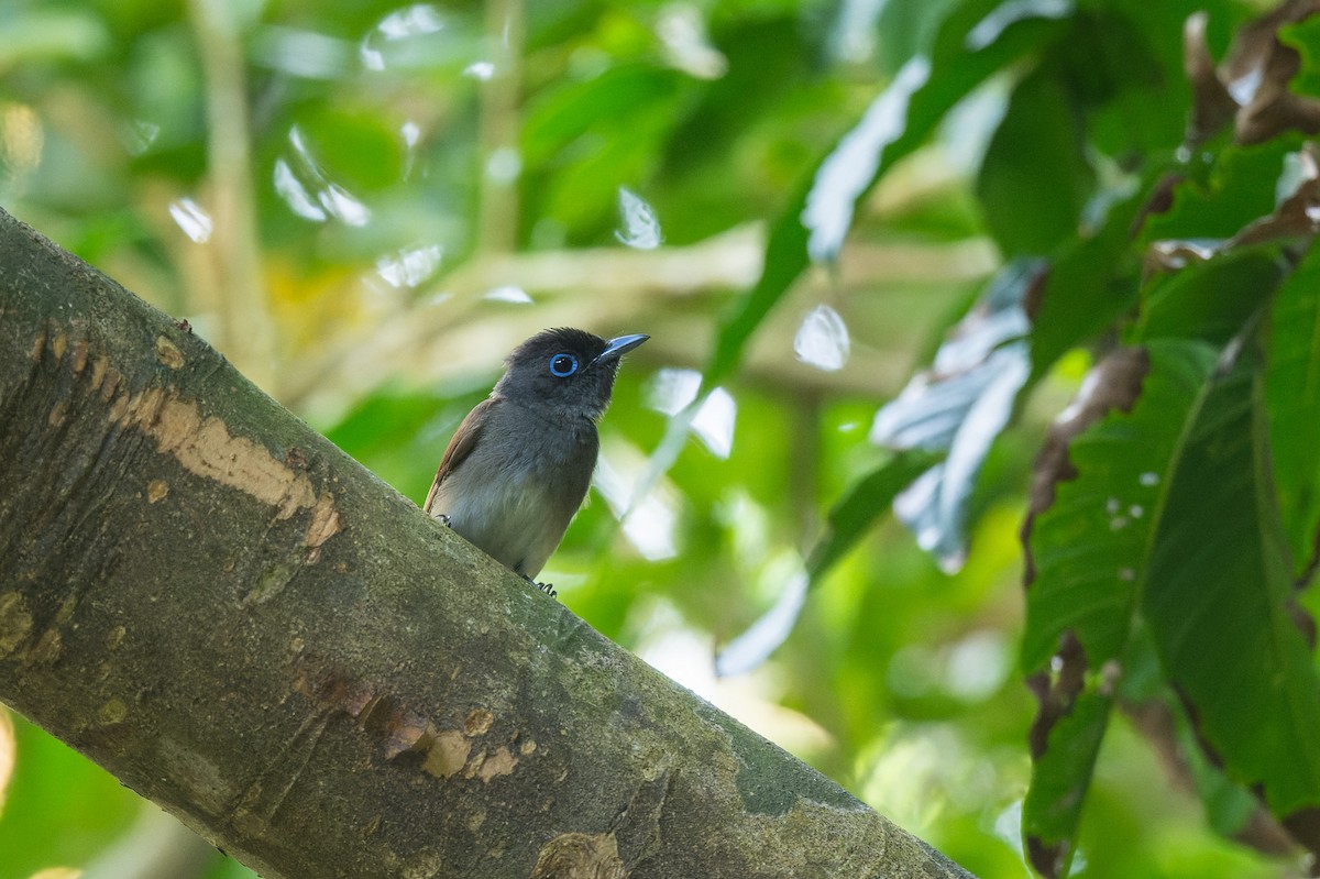 Black Paradise-Flycatcher - ML638055897