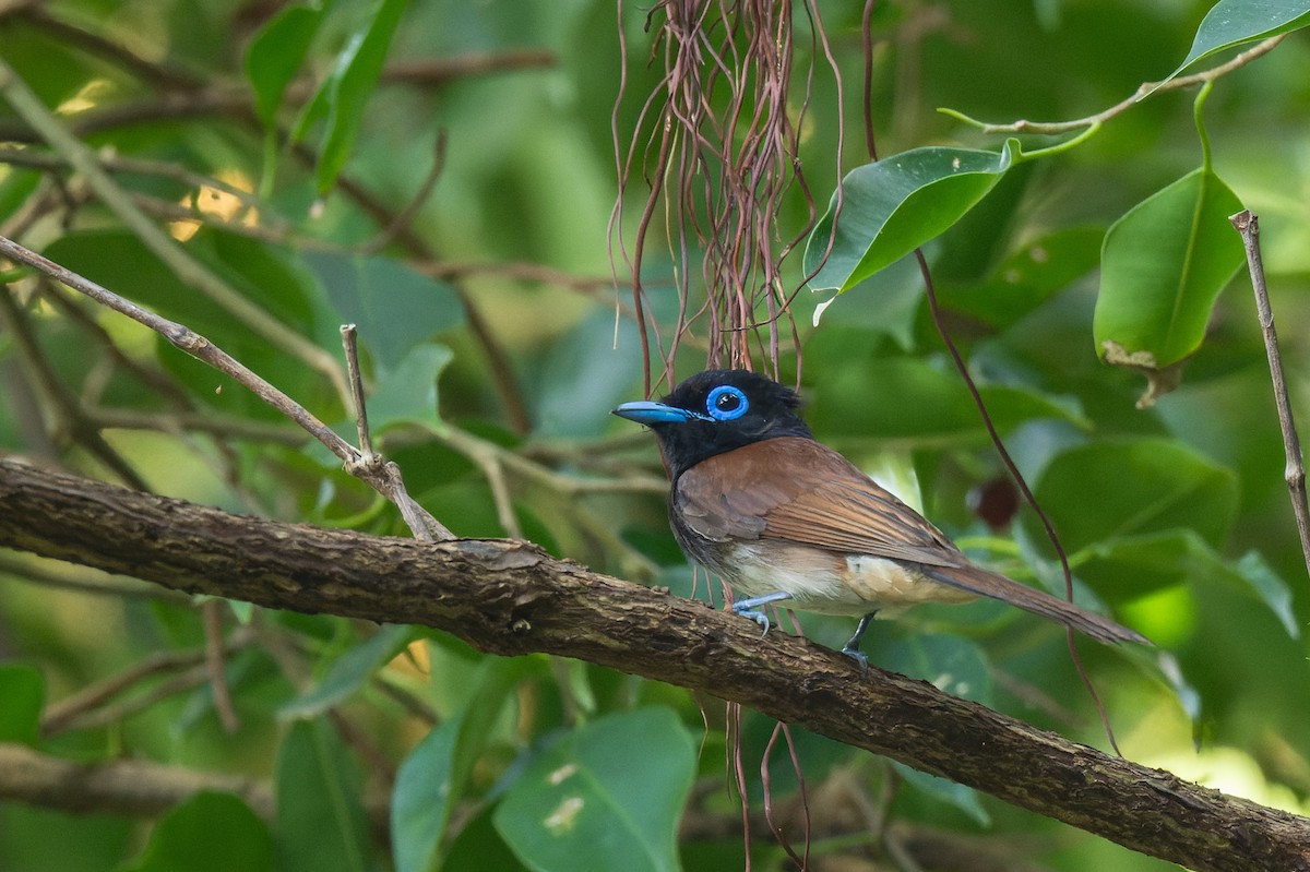 Black Paradise-Flycatcher - ML638055898