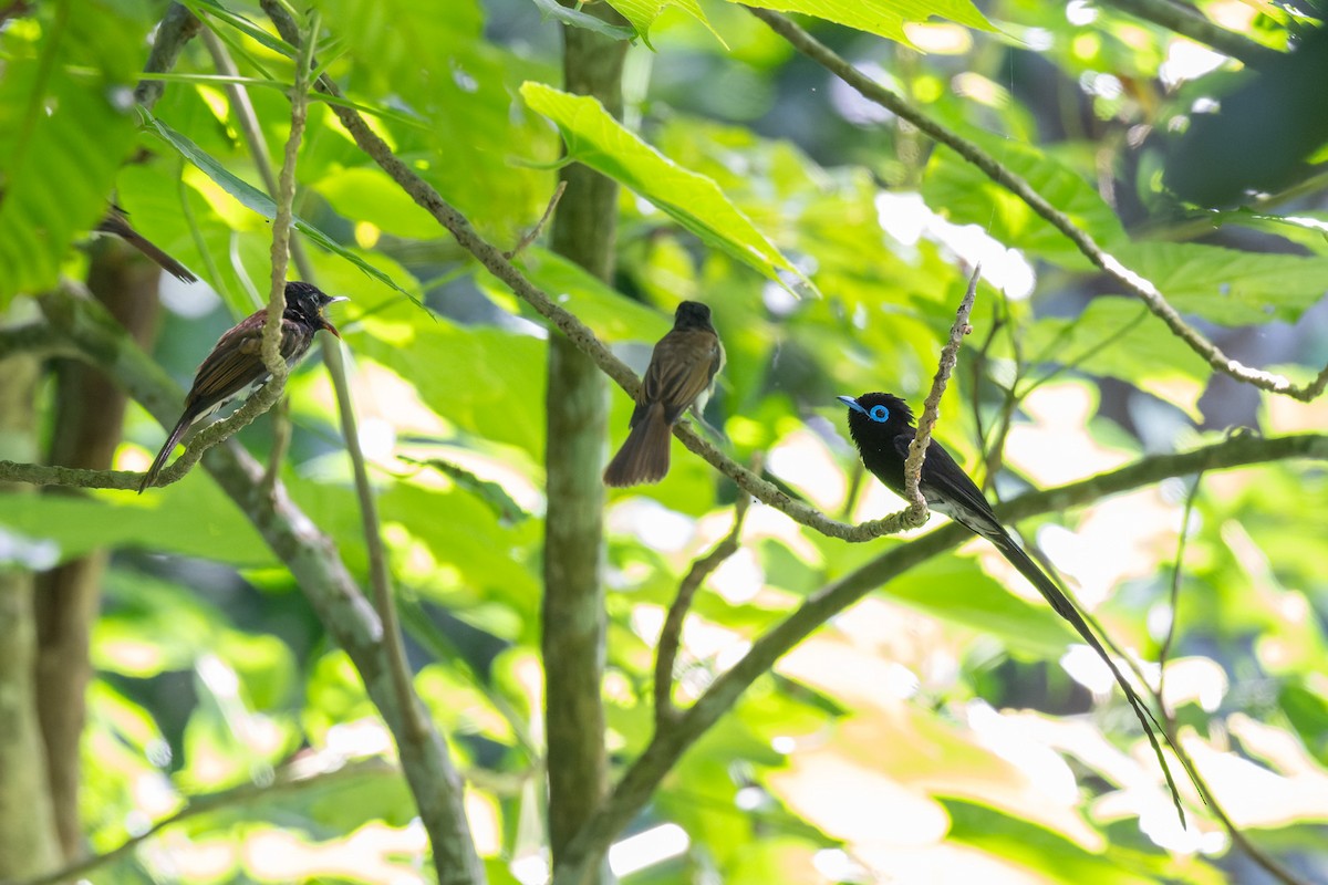 Black Paradise-Flycatcher - ML638055910