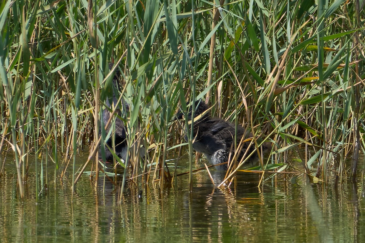 Western Swamphen - ML638055927