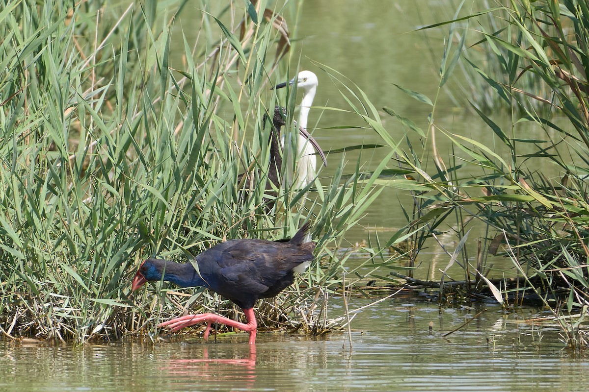 Western Swamphen - ML638055928