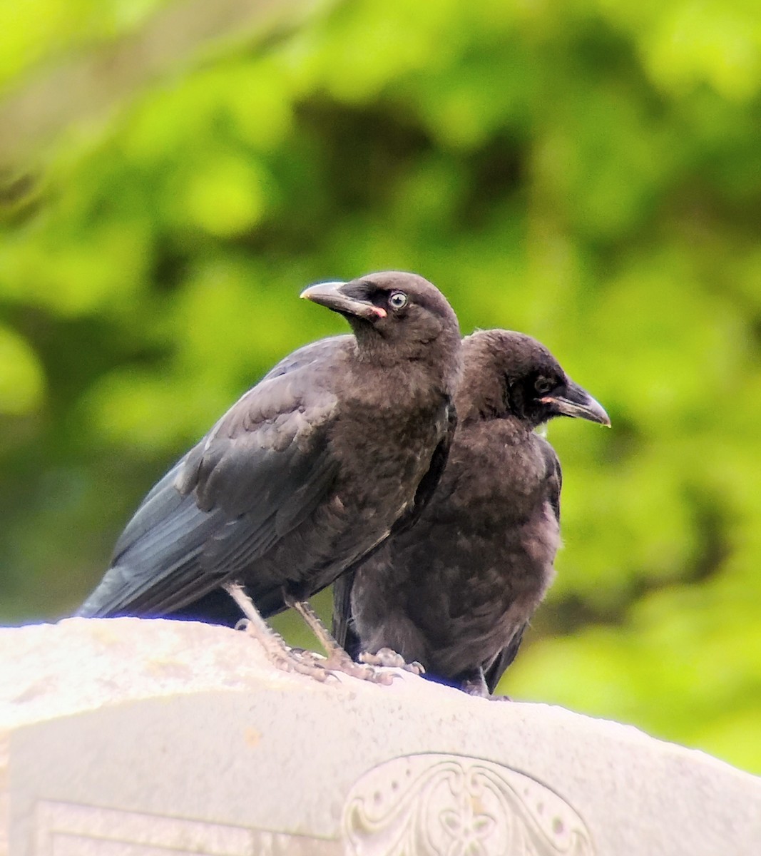 American Crow - ML638055993