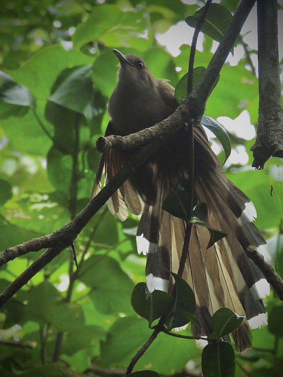 Puerto Rican Lizard-Cuckoo - ML638056007