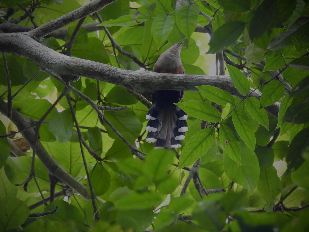 Puerto Rican Lizard-Cuckoo - ML638056009